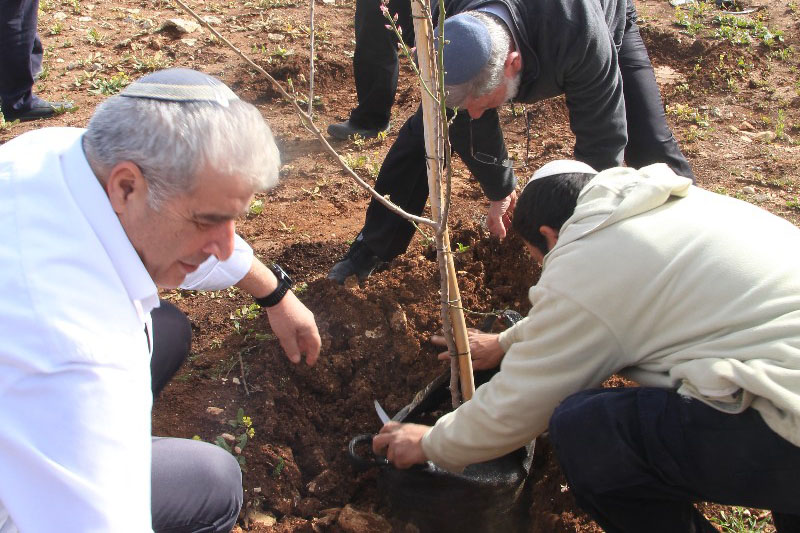 נטיעות בתשעת הבתים ביום השנה להריסתם