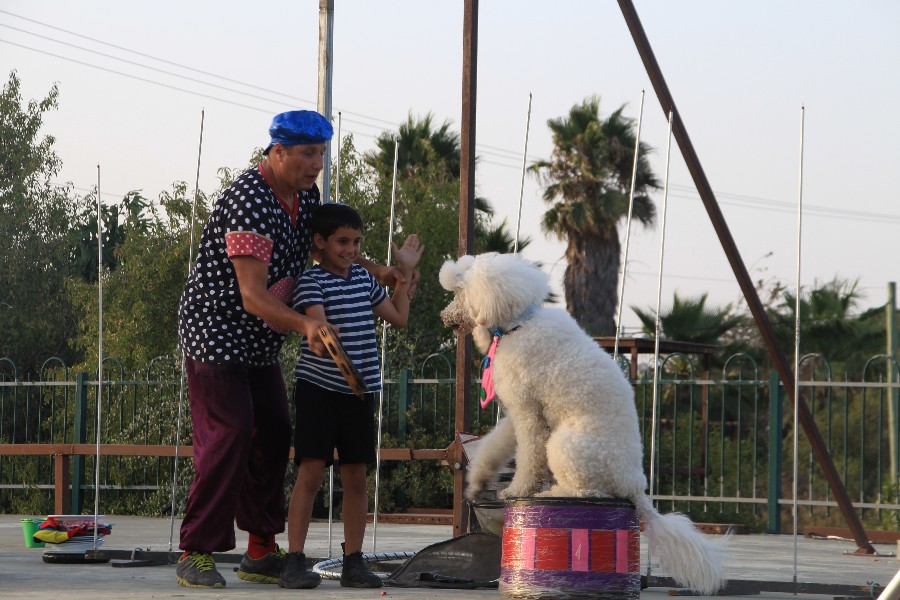 קרקס פסטיבלי באמפי עפרה י"ג באב תשע"ח