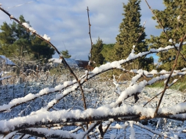 שלג בעפרה - שבט תשפב - צילום: הלל טיירי(23 תמונות)